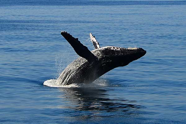 SH5-Early-Bird-Whale-Watch-7 SH5-Early-Bird-Whale-Watch-7