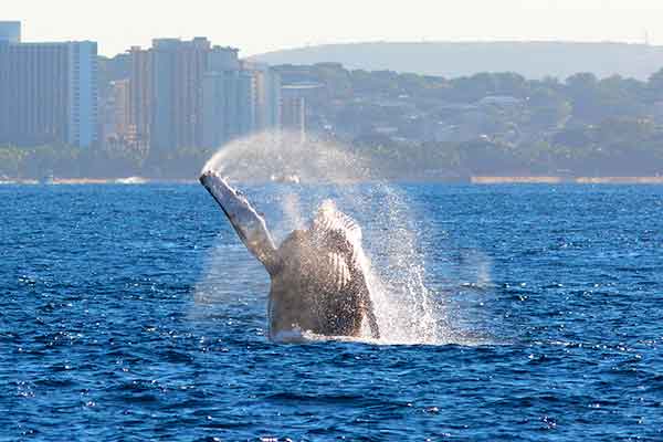 SOH_WhaleWatchCruises_EarlyBird_Collage05 Whale Watch